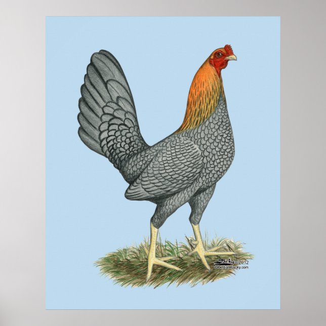 Poster Poule de Combat Bleu Rouge (Devant)