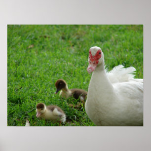 Poster Poule et canetons de Muscovy