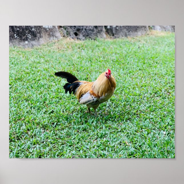 Poster poule hawaii photo (Devant)