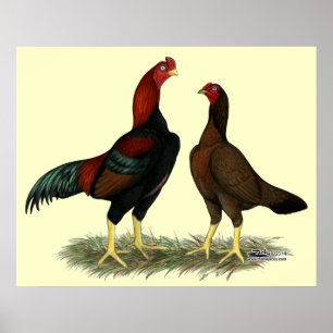 Poster Poules Aseel Black Red