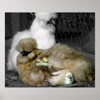 Poster Poules de Silkie avec poules Pékin hors des plumes