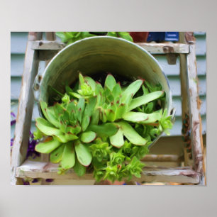 Poster Poules et pousses Succulents Peinture à l'huile ph