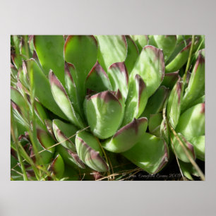 Poster Poules et poussins (Sempervivum)