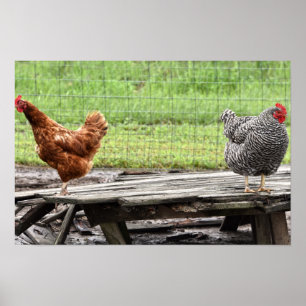 Poster Poules Rhode Island Red et Plymouth Rock