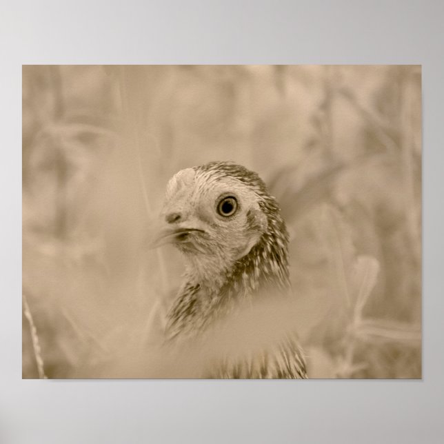 Poster Poulet (Devant)