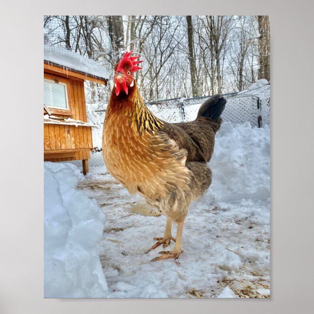 Poster Poulet Brown de Leghorn (Devant)