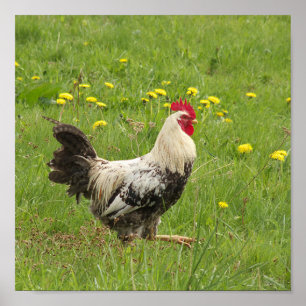 Poster poulet, coq, animal, oiseau, ferme, agriculture,