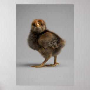 Poster Poulet de bébé
