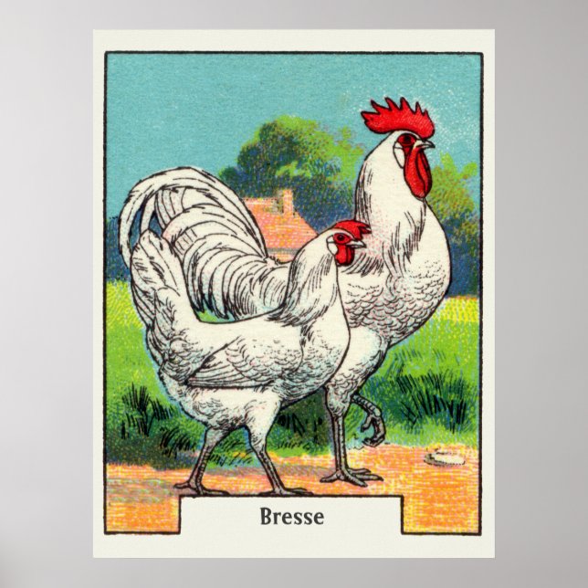 Poster Poulet de Bresse vintage (Devant)
