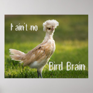 Poster Poulet drôle de cerveau d'oiseau
