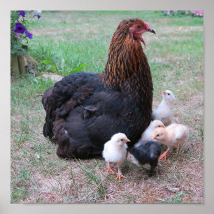 Poster poulet, poussins, poulets, poussins, animal, oisea