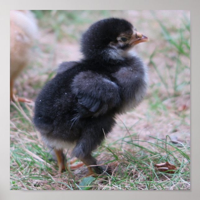 Poster poulet, poussins, poulets, poussins, animal, oisea (Devant)