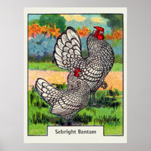 Poster Poulet vintage de coq nain de Sebright