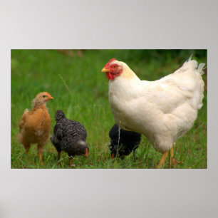 Poster Poulets