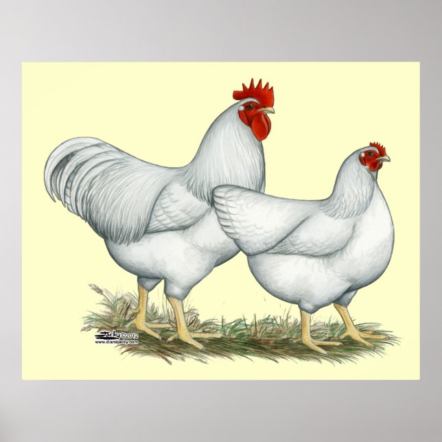 Poster Poulets blancs (Devant)