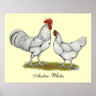 Poster Poulets blancs Austra