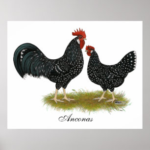 Poster Poulets d'Ancona