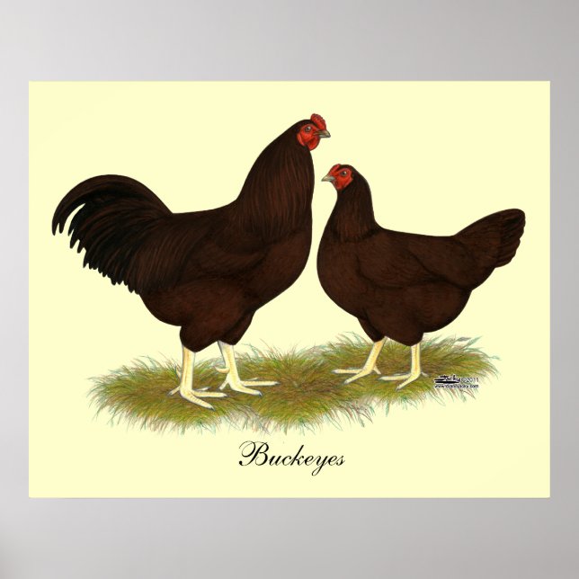 Poster Poulets de Buckeye (Devant)