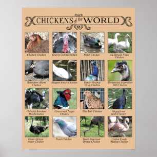 Poster Poulets de l'affiche humoristique du monde
