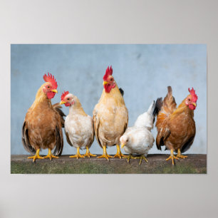 Poster Poulets et coqs sur un mur