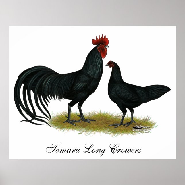 Poster Poulets longs de tomaru Crowier (Devant)