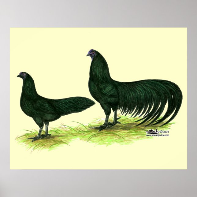 Poster Poulets noirs de Sumatra (Devant)
