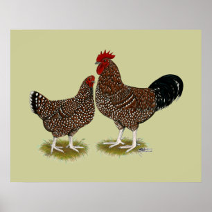Poster Poulets tachetés du Sussex