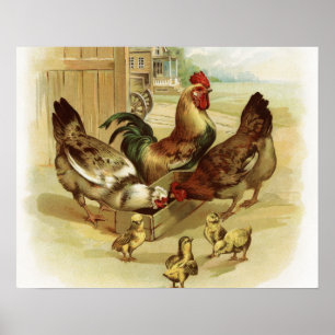 Poster Poulets vintages de ferme d'art