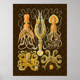 Poster Poulpe Céphalopode Calmar Nature Marine