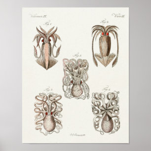 Poster poulpe de calmar Cephalopod Créatures de mer Art I