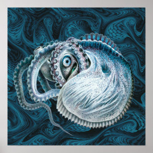 Poster Poulpe Nautilus Argonaute Vintage