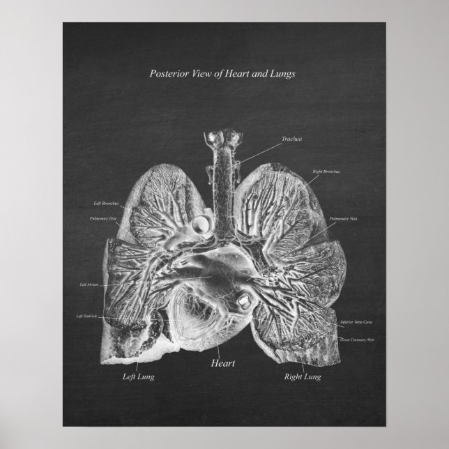 Poster Poumons Coeur Anatomie Art Décor Vue postérieure (Devant)