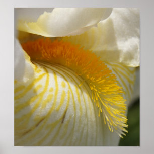 Poster Pour l'amour d'Iris