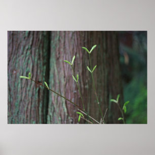 Poster pousses arborescentes et vertes