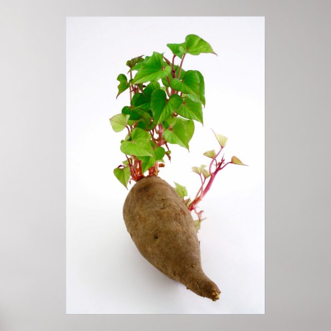 Poster Pousses plantes de pommes de terre douces (Devant)