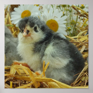 Poster poussin, animal, bébé, mignonette, fleur jaune, bl