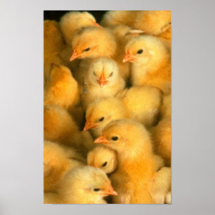 Poster Poussins