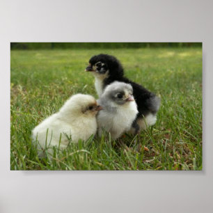 Poster Poussins de Marans