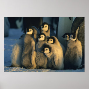 Poster Poussins Penguin Empereur en crèche, Apténodytes
