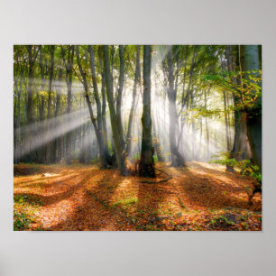 Poster Poutres de soleil dans une forêt de hêtres brumeux