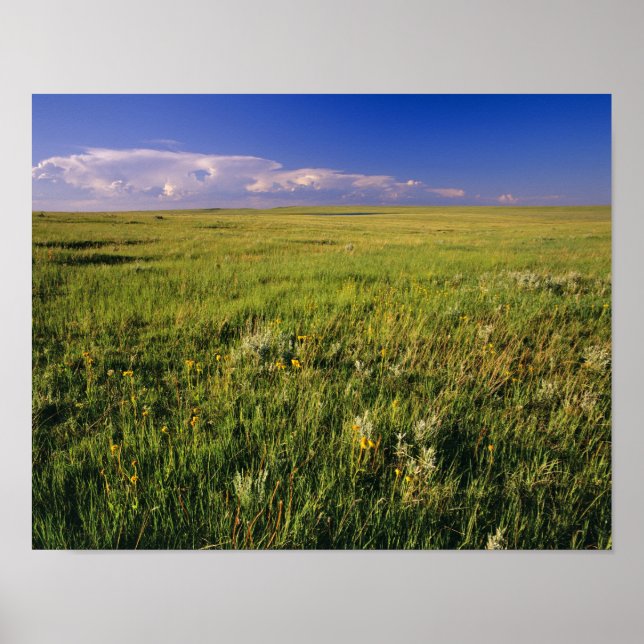 Poster Prairie à graminées courtes dans le nord-est éloig (Devant)