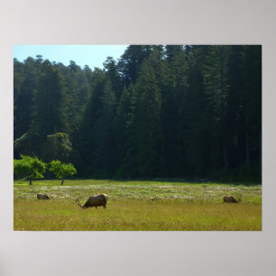 Poster Prairie aux élans du parc national de Redwood