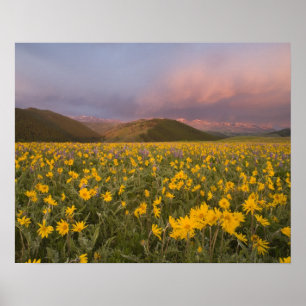 Poster Prairie de fleurs sauvages spectaculaire au lever