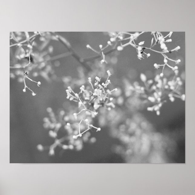 Poster Prairie monochrome (Devant)