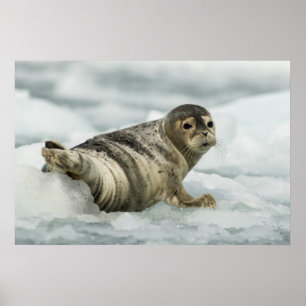 Poster Precious Baby Seal