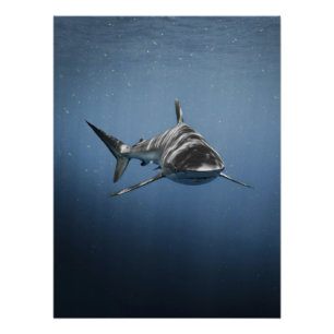 Poster Prédateur océanique féroce – Requin