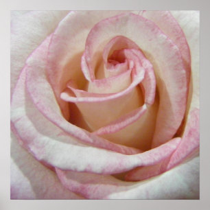 Poster Premier Rose de l'amour
