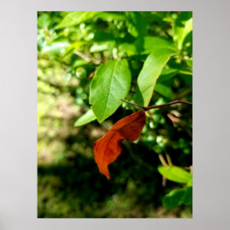Poster Premiers signes de l'affiche d'automne Imprimer