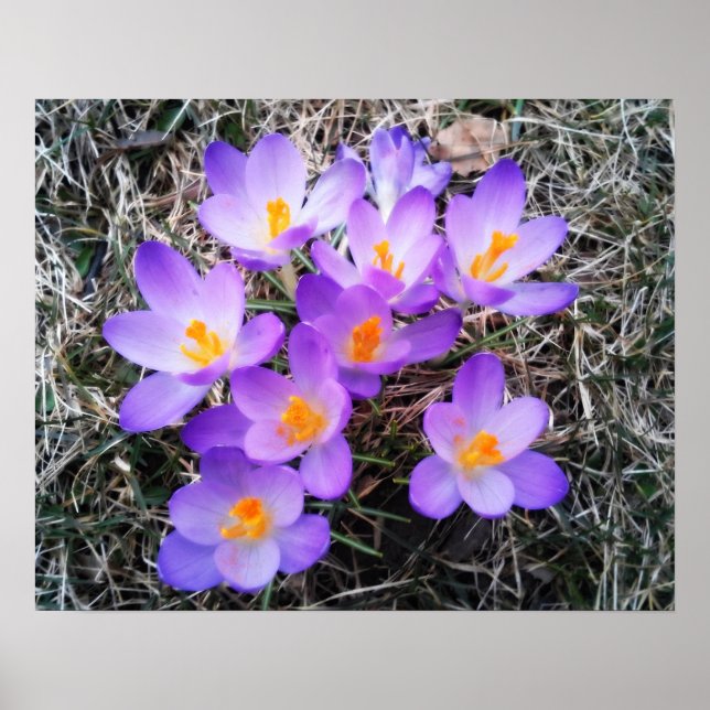 POSTER PREMIERS SIGNES DU PRINTEMPS (Devant)