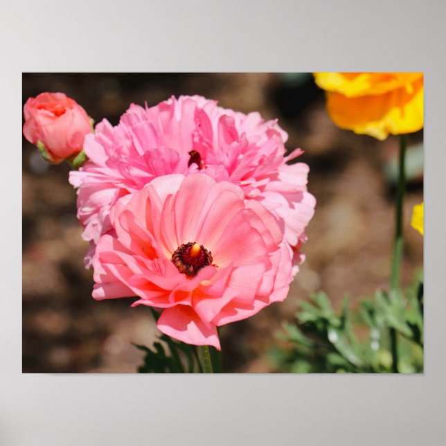 Poster Presse en rose (Devant)